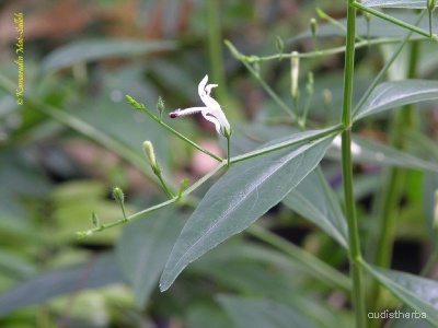 Andrographis panicultata leaf2.jpg